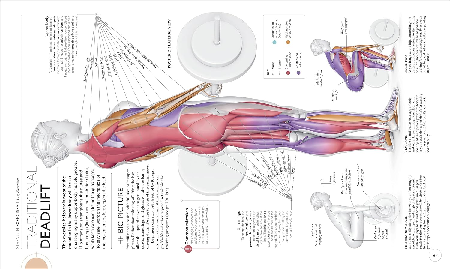 Science of Strength Training: Understand the anatomy and physiology to transform your body (DK Science of) - Image 7