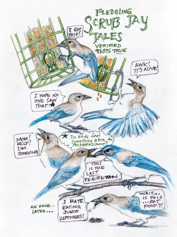 The Backyard Bird Chronicles - Image 7