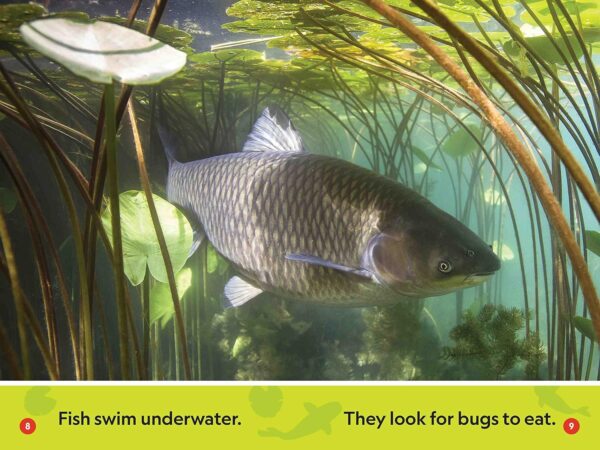 In the Pond (National Geographic Kids Readers, Pre-Reader) - Image 4